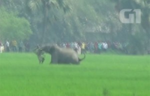 elefante