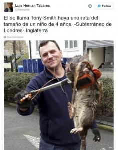 rato-gigante