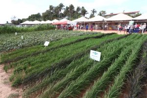 O evento qualificou 1.987 agricultores familiares da região. Fotos: Gilson Teixeira