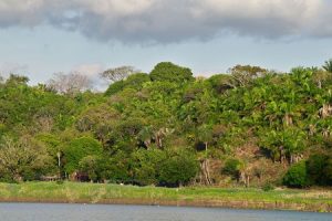 Visão geral da floresta estudada