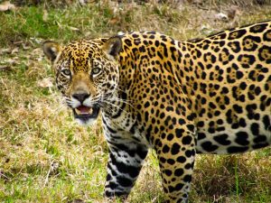 img_7549_felino_aJjLrq4